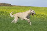 IRISH WOLFHOUND 009